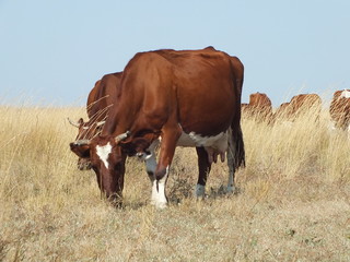 brown cows on grazing in steppe