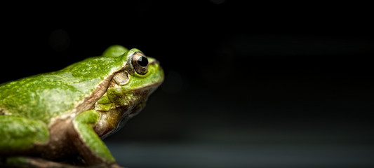 Tree frog (Hyla arborea)