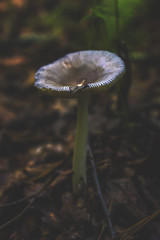 mushroom