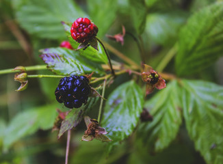 Black berry