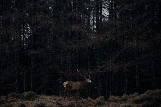 Deer in the Forest