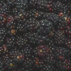 Blackberries