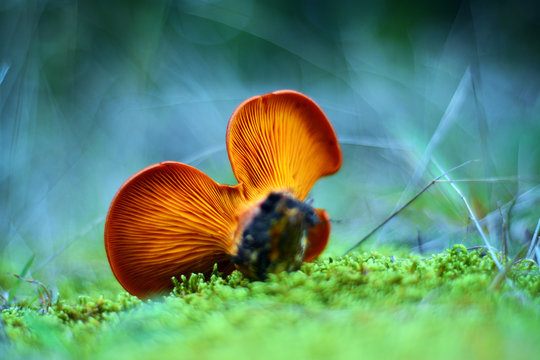 Omphalotus Olearius Mushroom