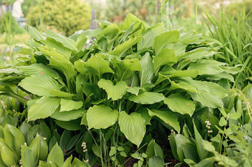 Green grass, leaf