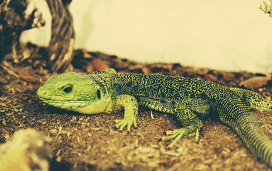 Lizard in terrarium