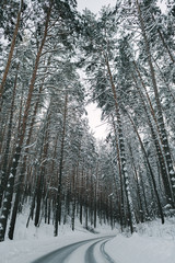 Naklejka premium Winter road and forest