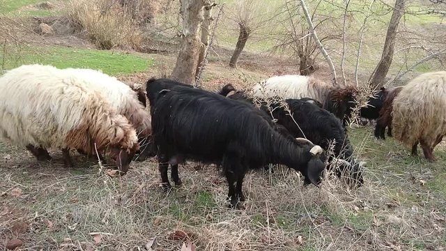 otlanan koyun ve ke&ccedil;i