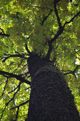 tree trunk in an autumn season.