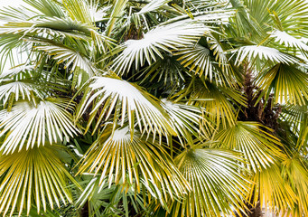 Naklejka premium Leaves of palm trees in the snow, winter season background 