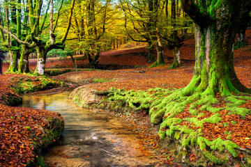 colorful autumn at otzarreta forest in gorbea natural park, Spain