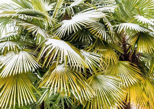 Leaves of palm trees in the snow, winter season background
