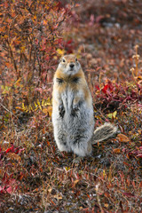 Close up of an Arctic ground squirrel watching attentive in the colorful autumn tundra, Denali National Park, Alaska