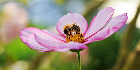 Bee on pink Cosmos flower.