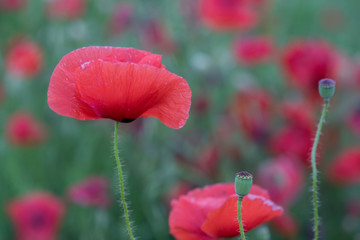Naklejka premium Wild poppy in bloom