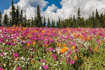 Colorful wildflower meadow with forest background, Kenai Peninsula, Alaska