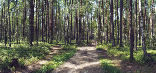 road in summer forest on a Sunny day.