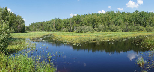 Fototapeta na wymiar river in the forest. summer landscape.
