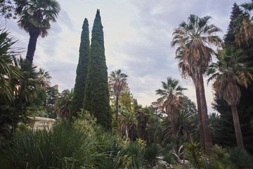 sub-tropical garden view from below and the sky with clouds