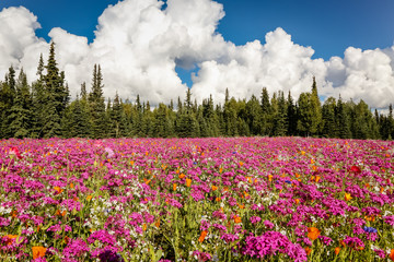 Colorful wildflower meadow with forest background, Kenai Peninsula, Alaska