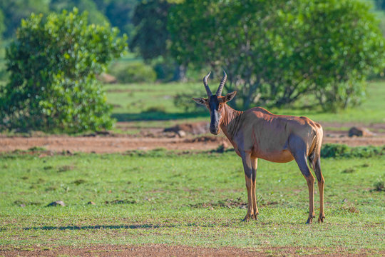 Topi or Damaliscus korrigum