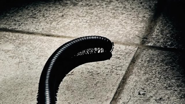 Tracking the movement of a centipede on the floor, a spot light over its body.
