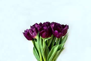 bouquet of tulips on white background