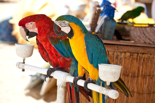 Colorful couple macaws
