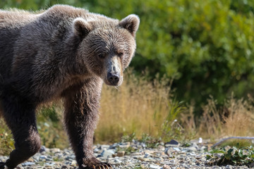 Close up of an Alaskan brown bear (grizzly bear) walking along the riverbank, Moraine Creek, Katmai National Park, Alaska