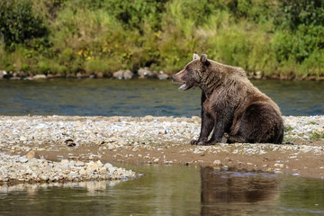 Alaskan brown bear (grizzly bear) resting on the riverbank, yawing, Moraine Creek, Katmai National Park, Alaska