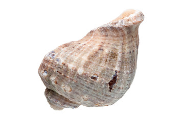 Rapana on a white background.