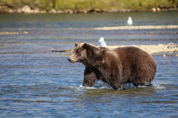 Alaskan brown bear (grizzly bear) walking through the riverbed, looking for Sockeye salmon, Moraine Creek, Katmai National Park, Alaska