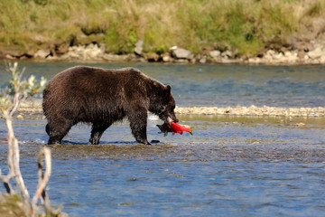 Alaskan brown bear (grizzly bear) feeding on Sockeye salmon, Moraine Creek, Katmai National Park, Alaska