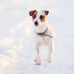 Dog walking at winter