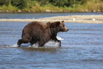 Alaskan brown bear (grizzly bear) running through the river bed chasing for salmon, Moraine Creek, Katmai National Park, Alaska