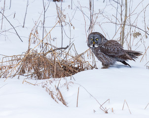 The great grey owl or great gray is a very large bird, documented as the world's largest species of owl by length. Here it is seen searching for prey in Quebec's harsh winter.
