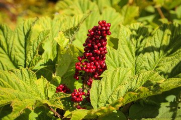 Bunch of wild red berries within green leaves, Grewingk glacier lake Trail, Homer, Alaska