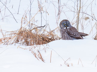 The great grey owl or great gray is a very large bird, documented as the world's largest species of owl by length. Here it is seen searching for prey in Quebec's harsh winter.