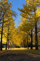 Fototapeta premium イチョウ並木