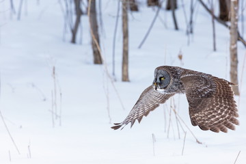 The great grey owl or great gray is a very large bird, documented as the world's largest species of owl by length. Here it is seen searching for prey in Quebec's harsh winter.