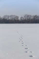 Hare tracks on snow field. Bare forest on snowy horizon. Winter background minimalistic snow texture. Animal mammal presence