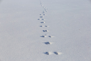 Animal hare tracks on clean snow field. Winter background minimalistic texture