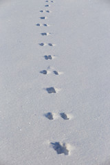 Animal hare tracks on clean snow field. Winter background minimalistic texture