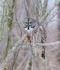 The great grey owl or great gray is a very large bird, documented as the world's largest species of owl by length. Here it is seen searching for prey in Quebec's harsh winter.