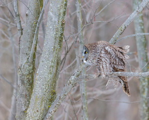 The great grey owl or great gray is a very large bird, documented as the world's largest species of owl by length. Here it is seen searching for prey in Quebec's harsh winter.