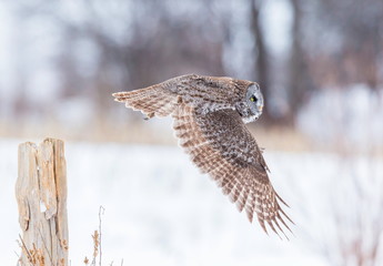 The great grey owl or great gray is a very large bird, documented as the world's largest species of owl by length. Here it is seen searching for prey in Quebec's harsh winter.