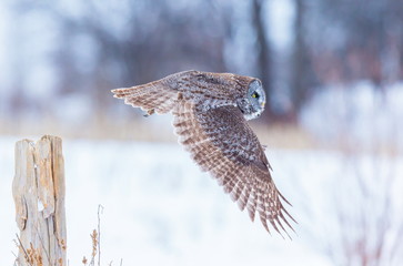 The great grey owl or great gray is a very large bird, documented as the world's largest species of owl by length. Here it is seen searching for prey in Quebec's harsh winter.