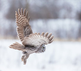 The great grey owl or great gray is a very large bird, documented as the world's largest species of owl by length. Here it is seen searching for prey in Quebec's harsh winter.