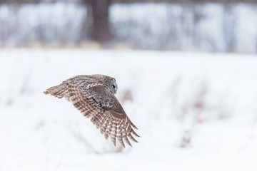 The great grey owl or great gray is a very large bird, documented as the world's largest species of owl by length. Here it is seen searching for prey in Quebec's harsh winter.