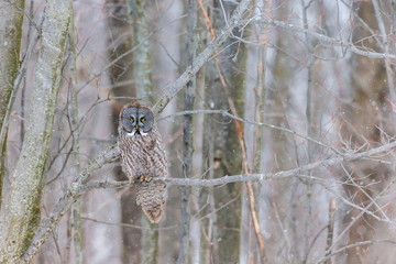 The great grey owl or great gray is a very large bird, documented as the world's largest species of owl by length. Here it is seen searching for prey in Quebec's harsh winter.