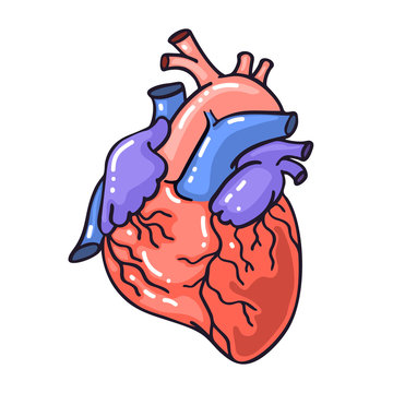 Hand drawing sketch anatomical heart.Cartoon style vector illustration.